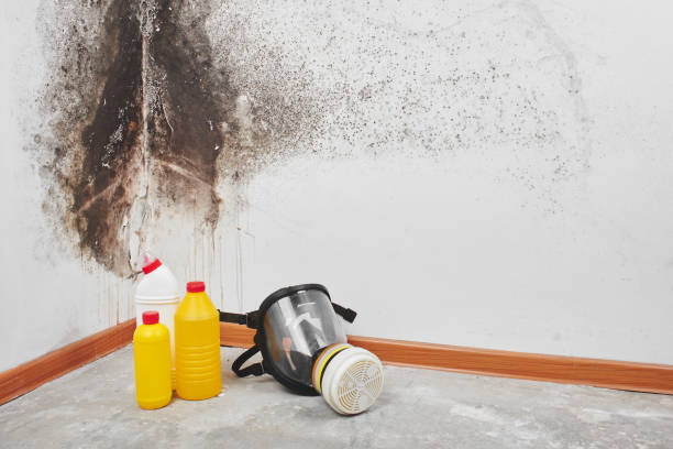 Best Mold Prevention Services  in Madison, SD